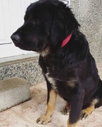 honden foto van Shauny Crezee