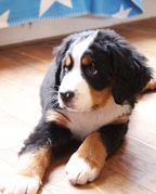 honden foto van Lisa