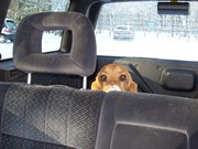 honden foto van Anton