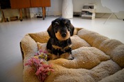 honden foto van Elpee
