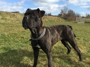 honden foto honden foto van Naomi