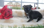 honden foto van irene