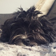 honden foto van Lilo