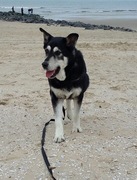 honden foto honden foto van Daan & Charlie