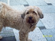 honden foto van patty