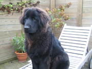 honden foto van Nancy