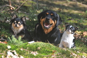 honden foto honden foto van Saskia