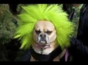 honden foto honden foto van Marieke Versteegh