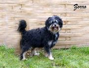 honden foto van annemie