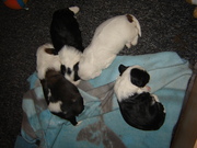 honden foto van Kennel Cun-Wa-Namba