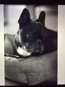 honden foto van sabrina