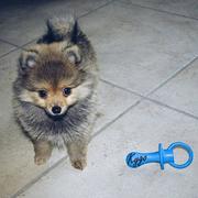 honden foto honden foto van KYGO