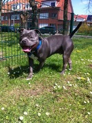 honden foto van kenny