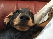 honden foto van Kitsune