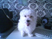 honden foto honden foto van robinr