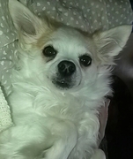 honden foto van Lydia  Kooijman 