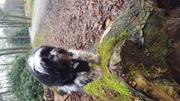honden foto honden foto van Lola