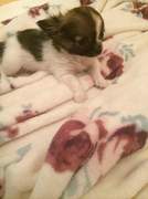 honden foto van Martine hallez