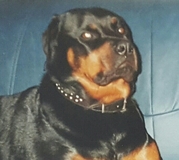 honden foto van Sandra