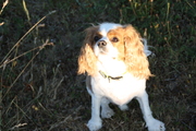 honden foto van melissa