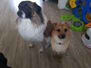 honden foto honden foto van Dagmar, Knoet & Kiki