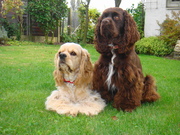 honden foto van goossens maddy