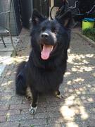 honden foto van Denise