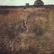 honden foto van stephanie & Mylo