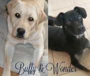 honden foto van Súrion Autumn