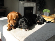 honden foto van Krista