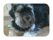 honden foto van Maggie