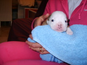 honden foto van Stephanie
