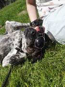 honden foto van Paws_101