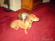 honden foto honden foto van Ben