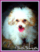 honden foto van mali