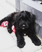 honden foto van Zamira