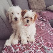 honden foto van Lotte & Teddy & Oscar 