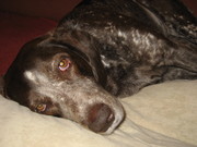 honden foto van vera