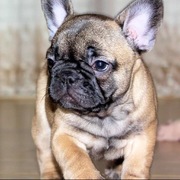 honden foto van cora de nooijer