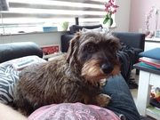 honden foto van Brigith 