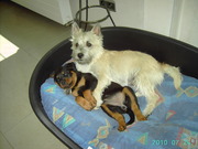 honden foto van Kathy en Peter