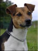 honden foto van Jean Pletsers