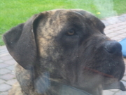 honden foto van jaap