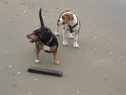 honden foto honden foto van Miranda met Joost en Nelson