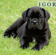 honden foto van heidi gressens 