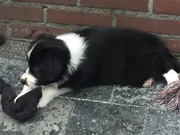 honden foto van Sara