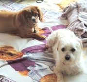 honden foto honden foto van martine