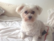 honden foto van Fenna