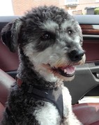 honden foto van Carla