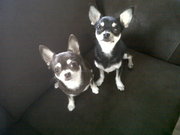 honden foto van lady